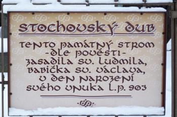 Svatováclavský dub - Stochov (© František Kinař, 01/2013)