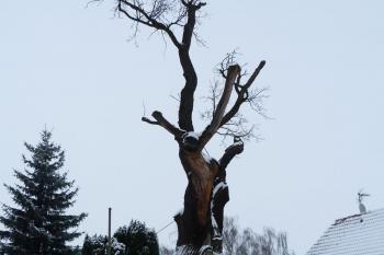 Svatováclavský dub - Stochov (© František Kinař, 01/2013)