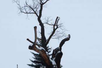 Svatováclavský dub - Stochov (© František Kinař, 01/2013)