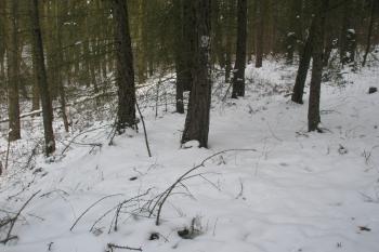 Zbytek přístupové cesty (© Prudký Martin, 02/2013)