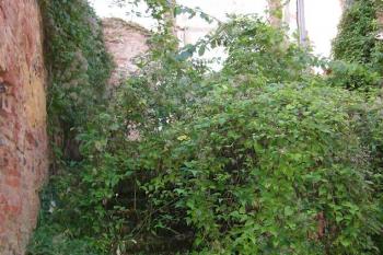 zarostlé schodiště do prvního patra (© Petr Pospíšil, 10/2013)