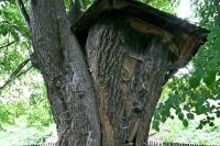 Kapistránská lípa