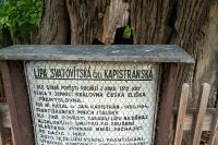Kapistránská lípa