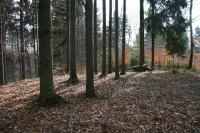 Sytový