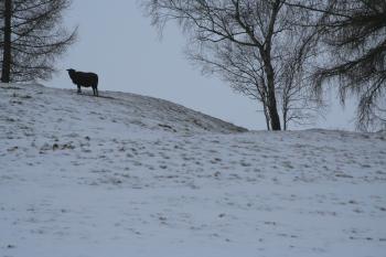  ( © Petr Nožička 01/2013)