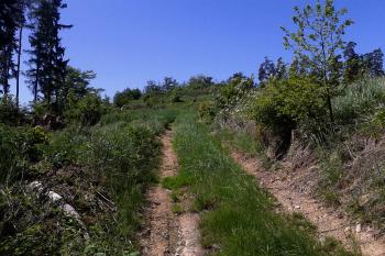 Hrad Myslejovice - přístupová cesta od hájenky a pohled na vrchol Zámčiska (© Ivo Rozehnal, 05/2013)