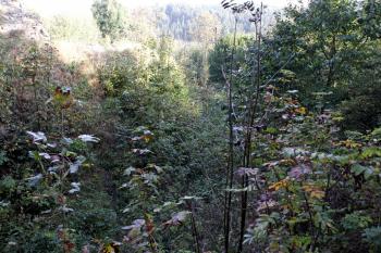 Nálety zarůstající východní příkop hradu ( © Iva Spurná 27.9.2009)