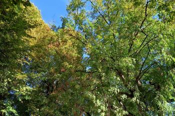 lipová alej od nové fortny ke klášternímu komplexu (© Jaroslav Špiroch  09/2025)