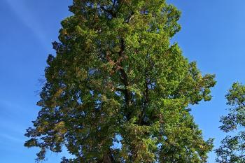 konec lipové aleje před novou fortnou (© Jaroslav Špiroch  09/2025)