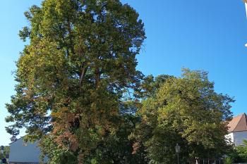 lipová alej od nové fortny ke klášternímu komplexu (© Jaroslav Špiroch  09/2025)