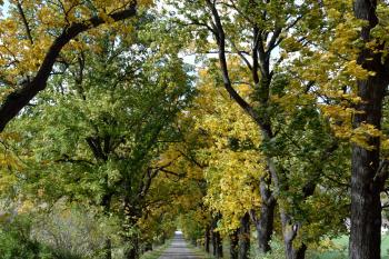 Cesta k hradu Emmerberg (© Radoslav Malovec, 10/2013)