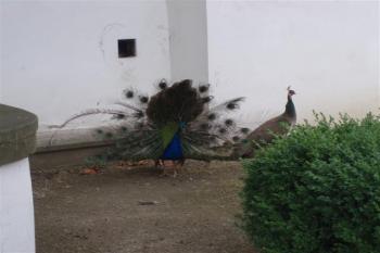 Obyvatelé zámeckého parku (© Gogol, 07/2008)