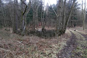 Nedaleký rybníček (© Prudký Martin, 01/2014)