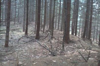 Pohled z dělové plochy na jižní val   (© Daniel Pipien, 01/2014)