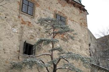borovice rostoucí ze zdi budovy jádra hradu ( © Jan P. Štěpánek 10/2012)