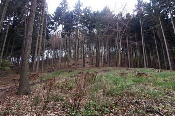 Pohled na hradiště od silnice do Pnětluk (© Prudký Martin, 04/2014)