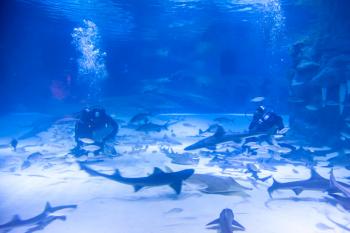  ( © antalyaaquarium.com)