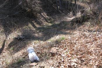 Čelo hrádku s mohutným příkopem, přes který vedl most, od západu (© Jaroslav Špiroch 04/2020)