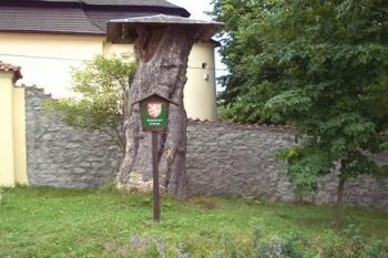 Kmen javoru, kde žije chráněný druh mravence. (2002 ©Václav Hodek)
