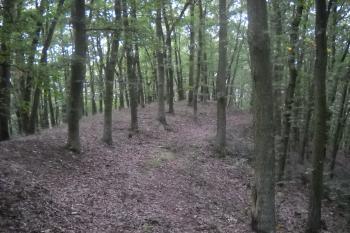Ostrožina na které se nacházelo hradiště. (© Daniel Pawlik, 10/2014)