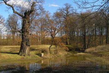 v parku (© Daniela Endrštová, 5/2006)