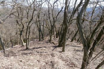 Ostrožna na východě (© Prudký Martin, 03/2015)