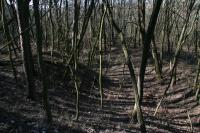 Kvášov