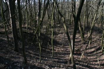  (© Petr Nožička 02/2015)
