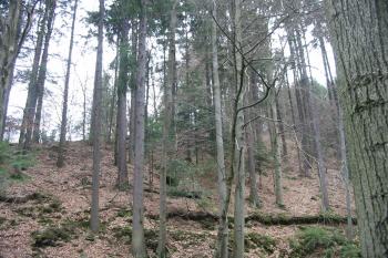 pohled na hradiště z upatí ostrožny u říčky Březná (© D Dohňanský, 11/2017)