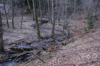 Meandr Zvánovického potoka ( © Jiří Čížek 03/2017)
