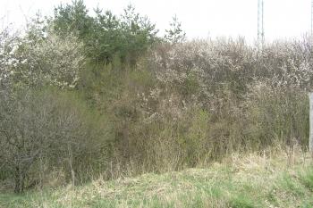  ( © Martin  Kabeláč 04/2007)