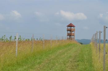  ( © Jiří Čížek 07/2013)