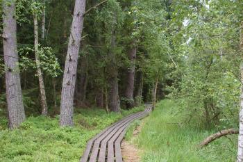 Povalový chodník na Červeném blatu (© Jiří Špaček, 06/2008)