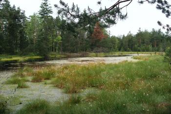 Rašeliniště Červené blato (© Jiří Špaček, 06/2008)
