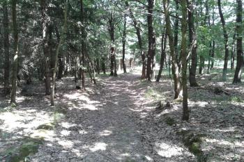 07 - Přístupová cesta od silnice (© Ivo Rozehnal 07/2015)