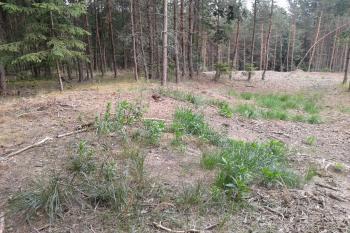 02 - Dobře patrné valové opevnění na severní části ( © Ivo Rozehnal 07/2015)
