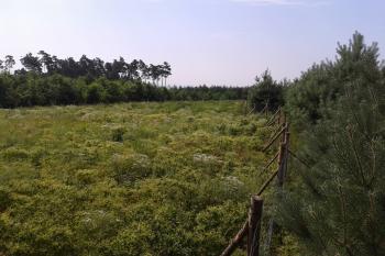 04 - Pohled na plochu hradiště směren na jih. Dnes lesní školka, která lokalitu brzy překryje. (© Ivo Rozehnal 07/2015)