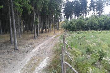 05 - Pohled na lesní cestu směřující k východu na hradišti ( © Ivo Rozehnal 07/2015)