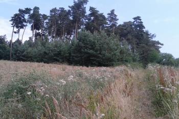 10 - zde bývala největší mohyla. Dnes je zakryta malými borovicemi a maliním. ( © Ivo Rozehnal 07/2015)