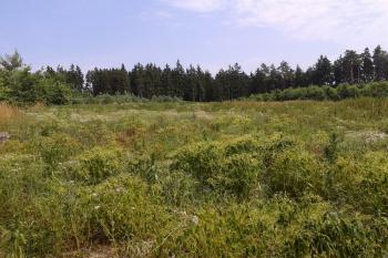12 - Pohled na plochu hradiště k severní části ( © Ivo Rozehnal 07/2015)