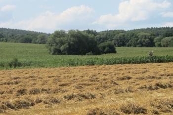 Pohled na tvrziště od jihu ( © Dušan Dohňanský 08/2019)