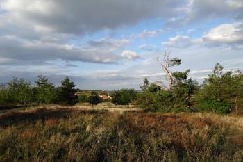 Havranické vřesoviště u božích muk ( © Jan P. Štěpánek 09/2015)