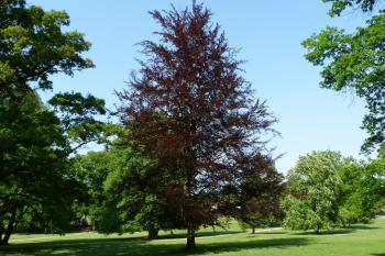 Lány zámecký park (© František Kinař, 04/2012)