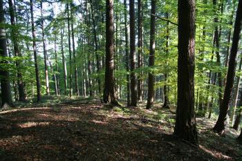 Pohled na plochu tvrziště (© Petr Nožička 10/2011)