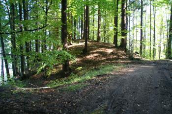 Pohled na hrad z cesty (© Petr Nožička 10/2011)