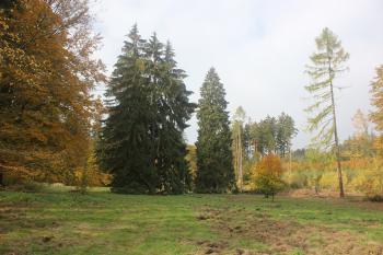 Tři staleté smrky. (© Luděk Vláčil 10/2015)