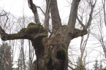  ( © Iva Spurná 16.4.2006)