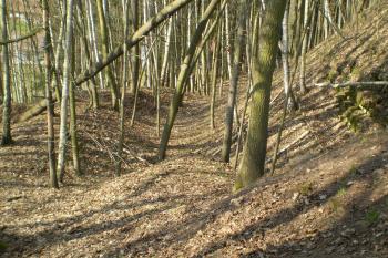 hrad Košťálov (© David Koral, 03/2010)