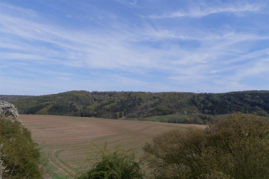Dřevíč