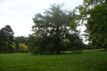 Kopidlno - zámecký park (© Jiří Špaček, 09/2016)